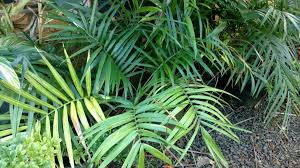 Image result for Chamaedorea radicalis