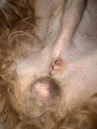Image result for scrotum dog skin peeling