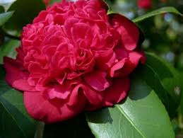 Another Camellia For Another Cold Morning Camellia Flowers Magnolia Gardens