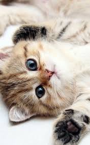 You can also upload and share your favorite keqing wallpapers. Animals Iphone 6 Plus Wallpapers Cute Kitten Blue Eyes Iphone 6 Plus Hd Wallpaper Binatang Lucu Hewan Anak Kucing