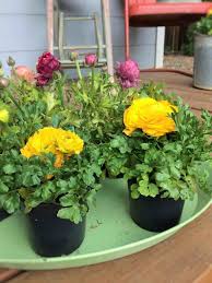 Fall is the ideal planting time in such areas. How To Grow Ranunculus In Your Garden This Spring Pinecone Cottage Retreat