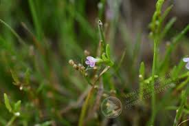 Image result for Pentas micrantha