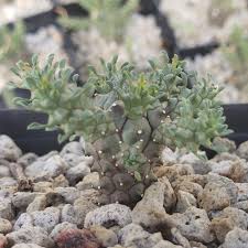 Image result for Bridelia atroviridis