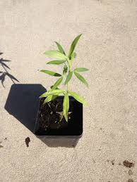 Image result for Zornia