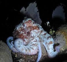 Image result for Polyceratocarpus