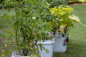 Image result for tomato seedling early blight