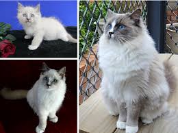 Ragdoll Color Progression And Development Floppycats
