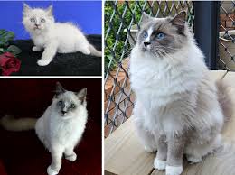 Ragdoll Color Progression And Development Floppycats