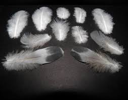 Black And White Spotted Bird Feather Set Of 11 Rare Little Natural Spotted Birds Feathers Length 2 5 7 Cm 1 2 8 Inch Other Feather Sets Https Etsy Black Feathers Feather Crafts Etsy