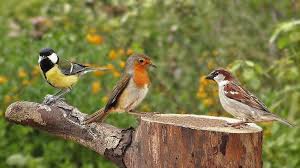Birds Chirping In The Morning Birds Singing In The Morning Garden Birds Video And Bird Sounds Youtube Birds