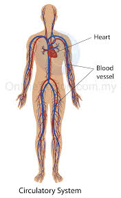 In simple terms, constriction of blood vessels causes. Quotes About Cardiovascular System 39 Quotes