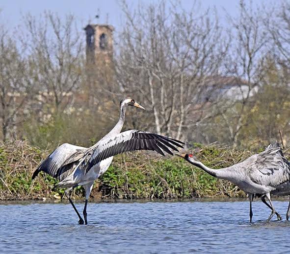 Grus grus - Monaco Nature Encyclopedia