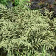 Image result for Athyrium newtonii