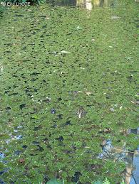 Image result for Salvinia hastata