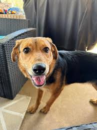 Shepardor or what breed is my adopted puppy?