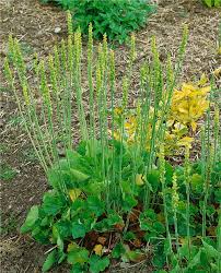 Image result for Heuchera cylindrica Greenfinch