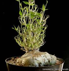 Image result for Ceropegia