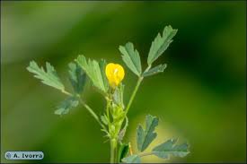 Image result for Medicago laciniata