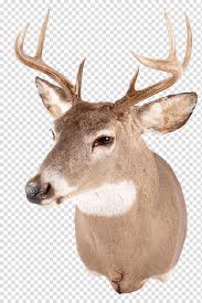 We all know that when it comes to scrapbooking, we will be needed tons and different kinds of pictures. White Tailed Deer Red Deer Reindeer Antler Deer Head Transparent Background Png Clipart Hiclipart
