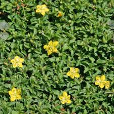 Image result for Lysimachia