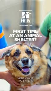 What To Expect During An Animal Shelter Visit Hill S Pet Animal Shelter Pets Shelter