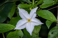 Image result for Leptactina involucrata