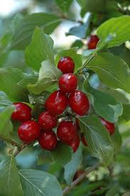 Mas), a european species also grown as an ornamental, produces fruit that is eaten fresh or made into preserves or wine (vin de corneulle). Pin On Hedge Screens