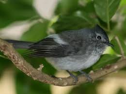 Name Small Birds Of South Africa White Bellied Crested Flycatcher Fairy Flycatcher Flycatcher South African Birds Birds