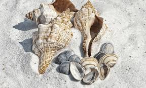 I inherited her shells and they still. Ultimate Guide To Cleaning Seashells 2021 Uponarriving