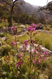 Image result for Dissotis pulchra