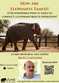 🐘Want to know how elephants are really ...