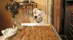 Maybe you would like to learn more about one of these? 10 Halloween And Autumn Treat Recipes Your Dogs Will Love Littlethings Com