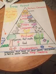 Food Chain Energy Pyramid 5th Grade Elementary Science Middle School Science 7th Grade Science