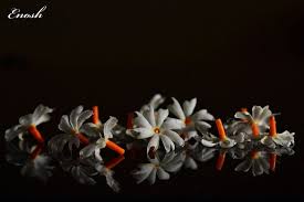 Parijat Prajakta Flowers Photography Beautiful Flowers Flowers