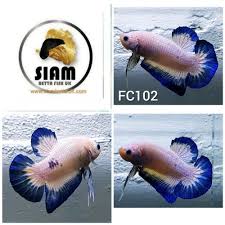 Betta Fc106 Fancy Marble Male Uk Seller Betta Fish Betta Fishing Uk