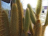 Cactus is an unincorporated community in imperial county, california.1 it is located on the southern pacific railroad 4.5 miles (7.2 km) northwest of ogilby,2 at an elevation of 394 feet (120 m).1. Cacti Of California