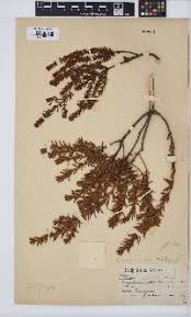 Image result for Clutia hirsuta