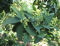 Image result for Syzygium niassense