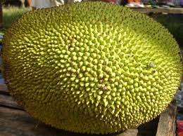 What Is Jackfruit Jackfruit Health Benefits Jackfruit Jackfruit Tree