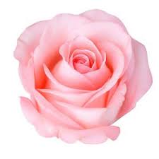Un'immagine divertente da mandare ai vostri amici su whatsapp per annunciare loro il lieto evento lasciate un commento e condividete la foto con i. Il Significato Dei Colori Delle Rose La Guida Completa
