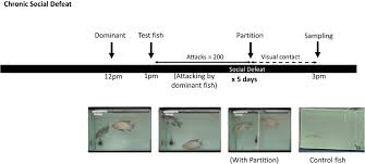 Check spelling or type a new query. Chronic Social Defeat Stress Up Regulates Spexin In The Brain Of Nile Tilapia Oreochromis Niloticus Scientific Reports