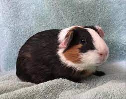 Pin On Adopt A Pet