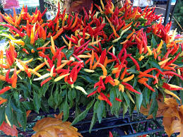 Seasonally Colorful This Ornamental Chili Pepper Plant Is The Perfect Decorative Transition Between Summer And Fall Pepper Plants Chili Pepper Plant Flowers