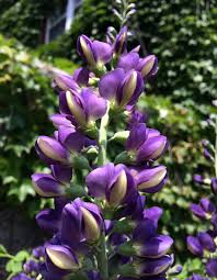 Image result for Indigofera transvaalensis