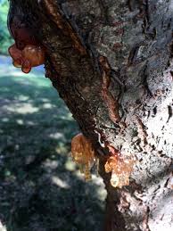 If tree sap is a problem in your yard, the first step is to identify the tree. Ask Extension