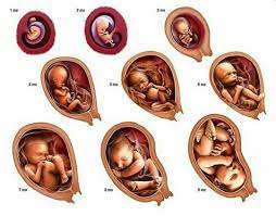 how a baby grows in the womb not me though i came fully formed and the first thing i did was seek out an unlawful hamilelik gebelik donemi yenidogan bakimi