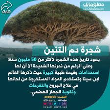 شجرة دم التنين Herbs