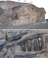 Image result for Daknopholis