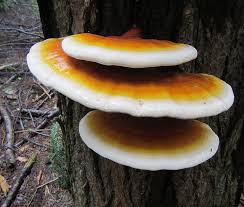 Image result for Ganoderma lucidum