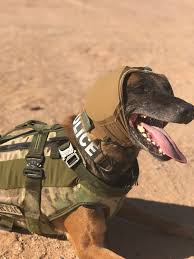 Innovative Hearing Protection May Safeguard Military Working Dogs Article The United States Army